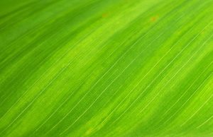 Big step in producing carbon-neutral fuel: silver diphosphide Big step in producing carbon neutral fuel