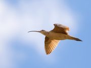 Bird migration timing skewed by climate new research finds scaled