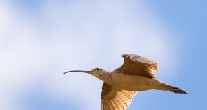 Bird migration timing skewed by climate new research finds scaled