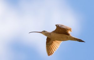 Bird migration timing skewed by climate, new research finds Bird migration timing skewed by climate new research finds scaled