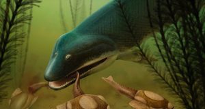 Bite marks in fossils reveal demise of our early relatives