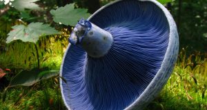 Blue mushroom dye used to develop new fluorescent tool for cell biologists