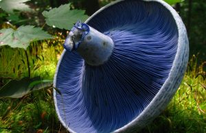 Blue mushroom dye used to develop new fluorescent tool for cell biologists Blue mushroom dye used to develop new fluorescent tool for cell biologists