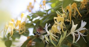 Breakthrough in battle against invasive plants