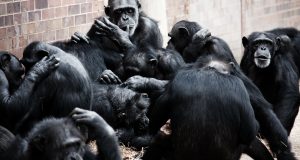 Chimpanzees more likely to share tools teach skills when task is complex