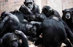 Chimpanzees more likely to share tools, teach skills when task is complex Chimpanzees more likely to share tools teach skills when task is complex