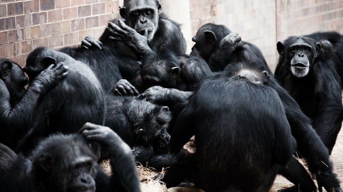 Chimpanzees more likely to share tools, teach skills when task is complex Chimpanzees more likely to share tools teach skills when task is complex