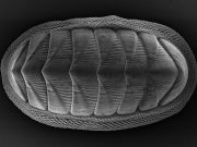 Chiton mollusk provides model for new armor design