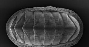 Chiton mollusk provides model for new armor design