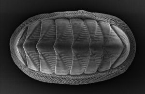 Chiton mollusk provides model for new armor design Chiton mollusk provides model for new armor design