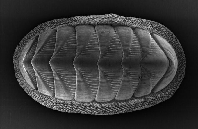 Chiton mollusk provides model for new armor design Chiton mollusk provides model for new armor design