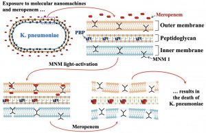 Deadly ‘superbugs’ destroyed by molecular drills Deadly superbugs destroyed by molecular drills