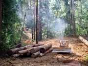 Degraded soils mean tropical forests may never fully recover from logging scaled