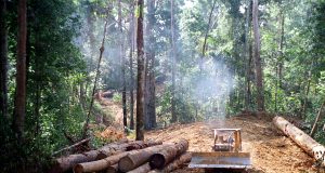 Degraded soils mean tropical forests may never fully recover from logging scaled