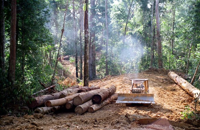Degraded soils mean tropical forests may never fully recover from logging scaled