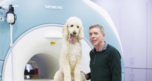 Dogs process numerical quantities in similar brain region as humans study finds scaled