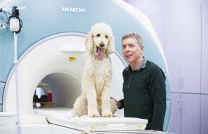 Dogs process numerical quantities in similar brain region as humans, study finds Dogs process numerical quantities in similar brain region as humans study finds scaled