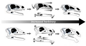 Dull teeth long skulls specialized bites evolved in unrelated plant eating dinosaurs scaled