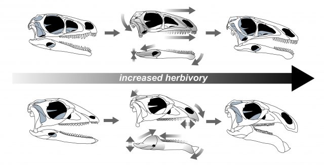 Dull teeth long skulls specialized bites evolved in unrelated plant eating dinosaurs scaled
