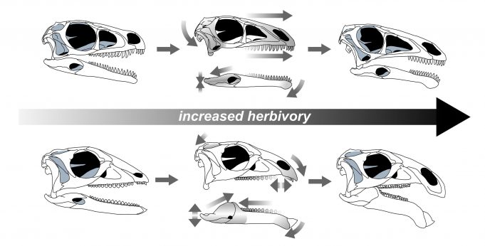 Dull teeth, long skulls, specialized bites evolved in unrelated plant-eating dinosaurs Dull teeth long skulls specialized bites evolved in unrelated plant eating dinosaurs scaled