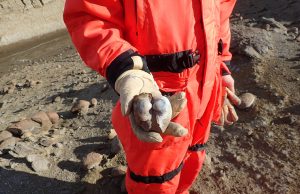 Earth was stressed before dinosaur extinction Earth was stressed before dinosaur extinction scaled