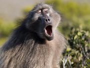 Examining how primates make vowel sounds pushes timeline for speech evolution back by 27 million years