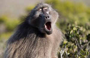 Examining how primates make vowel sounds pushes timeline for speech evolution back by 27 million years Examining how primates make vowel sounds pushes timeline for speech evolution back by 27 million years