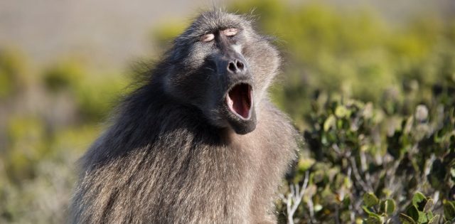 Examining how primates make vowel sounds pushes timeline for speech evolution back by 27 million years