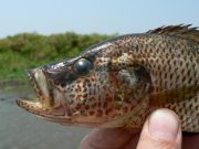 Female fish can breed a new species if they arent choosy about who is Mr. Right