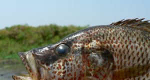 Female fish can breed a new species if they arent choosy about who is Mr. Right
