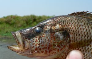 Female fish can breed a new species if they aren’t choosy about who is Mr. Right Female fish can breed a new species if they arent choosy about who is Mr. Right