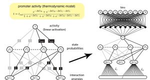 Finally machine learning interprets gene regulation clearly