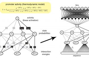 Finally, machine learning interprets gene regulation clearly Finally machine learning interprets gene regulation clearly
