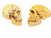 First experimental genetic evidence of the human self domestication hypothesis