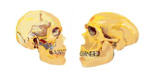 First experimental genetic evidence of the human self domestication hypothesis