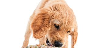 First study on human grade dog food says whole fresh food is highly digestible