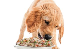 First study on human-grade dog food says whole, fresh food is highly digestible First study on human grade dog food says whole fresh food is highly digestible