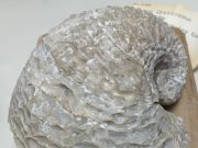 Fossil shells reveal both global mercury contamination and warming when dinosaurs perished