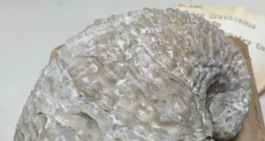 Fossil shells reveal both global mercury contamination and warming when dinosaurs perished