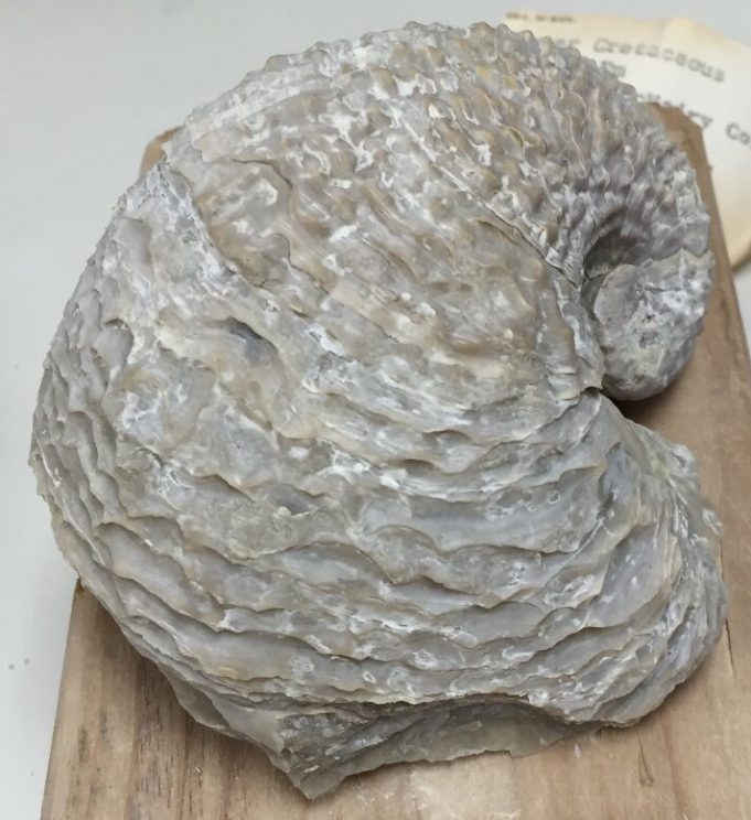 Fossil shells reveal both global mercury contamination and warming when dinosaurs perished Fossil shells reveal both global mercury contamination and warming when dinosaurs perished