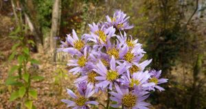 Fungus produces active agent in a medicinal herb scaled