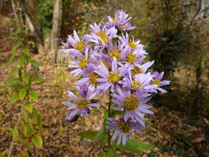 Fungus produces active agent in a medicinal herb scaled