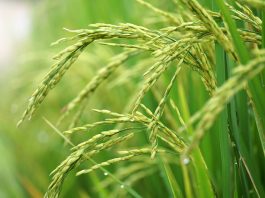 Grain traits traced to dark matter of rice genome