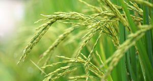 Grain traits traced to dark matter of rice genome
