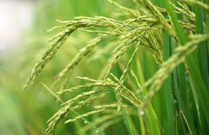 Grain traits traced to ‘dark matter’ of rice genome Grain traits traced to dark matter of rice genome