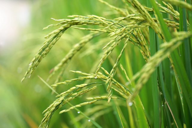 Grain traits traced to dark matter of rice genome