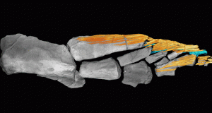 How fish fins evolved just before the transition to land