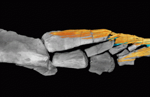 How fish fins evolved just before the transition to land How fish fins evolved just before the transition to land