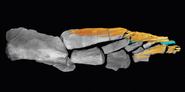 How fish fins evolved just before the transition to land How fish fins evolved just before the transition to land