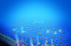 How we transport water in our bodies inspires new water filtration method How we transport water in our bodies inspires new water filtration method scaled